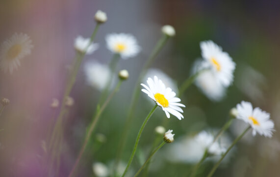 Composition of daisies in a meadow, blurred meme image, editorial smooth flower bokeh spring 