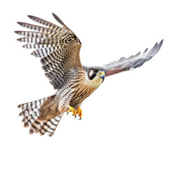 Fototapeta premium a Peregrine Falcon Falco peregrinus, in flight, 3/4 view, captivating, Wildlife-themed, cutout, isolated, photorealistic illustrations in a PNG. Generative AI