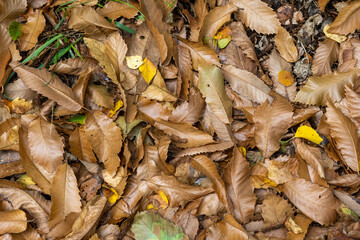Forest ground at fall