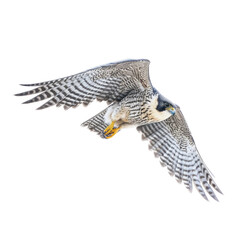 Fototapeta premium a Peregrine Falcon Falco peregrinus, in flight, 3/4 view, captivating, Wildlife-themed, cutout, isolated, photorealistic illustrations in a PNG. Generative AI