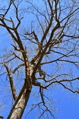 Alone tree and sky in winter.