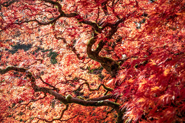 Japanese Maple Tree