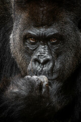 Obraz premium Silverback Mountain Gorilla Thinker