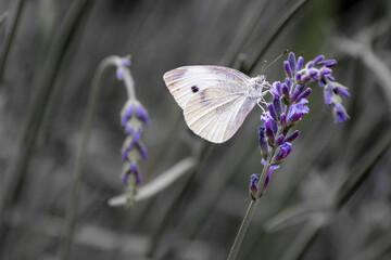 White Moth on Lavender Color Select Black and White