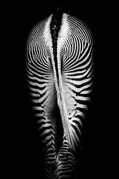 Black and White Zebra Butt Ass