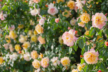 Obraz premium background of yellow and pink roses in sunlight