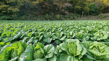 rows of cabbage