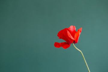 red poppie on green background