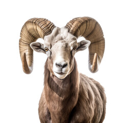  a Rocky Mountain Bighhorn Ram sheep portrait, stately, strong protector, Wildlife-themed, photorealistic illustrations in a PNG, cutout, and isolated. Generative AI