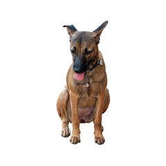 Obraz premium Playful brown mongrel dog sitting with a tongue out, exuding joy and capturing hearts with its irresistible cuteness. Isolated.