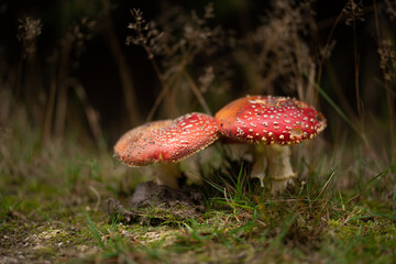 Red toadstool with moss at the edge of the forest