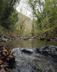 Fototapeta premium river in the forest