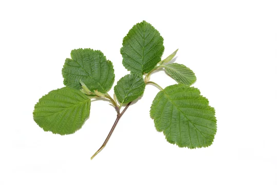 Branch from grey alder tree Alnus incana isolated on white background