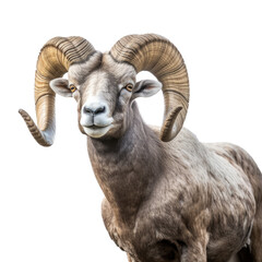  a Rocky Mountain Bighorn Ram sheep portrait, stately, strong protector, Wildlife-themed, photorealistic illustrations in a PNG, cutout, and isolated. Generative AI