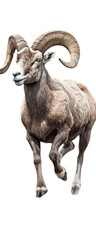 a Bighorn Ram front view, full body in motion in a Nature-themed, photorealistic illustration in a transparent PNG, cutout, and isolated. Generative AI