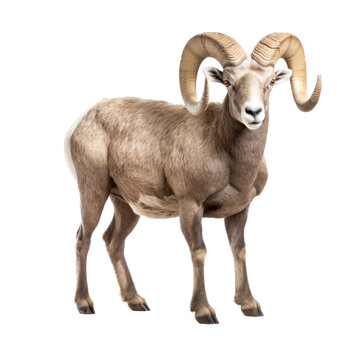 a Bighorn ram full body, 3/4 view in a wildlife-themed, illustration in a PNG, cutout, and isolated. generative ai