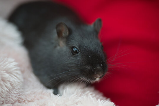 Close up face of black gerbil on red background, detailed