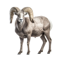 a Bighorn ram full body, 3/4 view in a wildlife-themed, illustration in a PNG, cutout, and isolated. generative ai