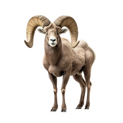 a Bighorn ram full body, 3/4 view in a wildlife-themed, illustration in a PNG, cutout, and isolated. generative ai