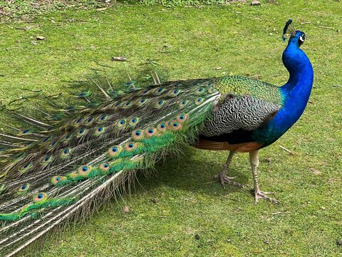 Paon, Pavo cristatus 02
