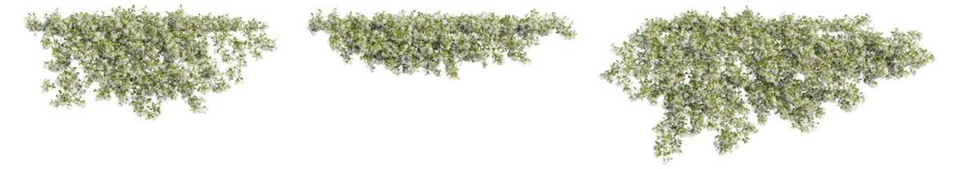 climber plants, creeper plants, photorealistic 3D rendering with transparent background, for illustration, digital composition, architecture visualization © ANDRIBENKY