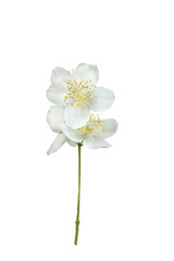 White delicate jasmine flowers. Mock orange garden.Isolate on white