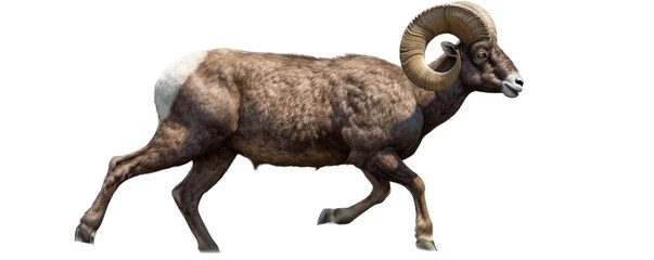 a strong, Rocky Mountain Bighorn Ram, in motiion, full curl, full body,  wild beauty,  Wildlife-themed, photorealistic illustrations in a PNG, cutout, and isolated. Generative AI
