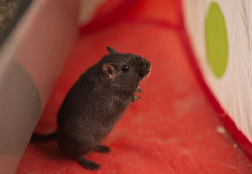 Black gerbil standing up, profile view, in red playpen, playing