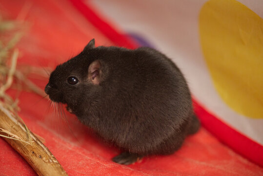 Black gerbil in playpen, red background profile view