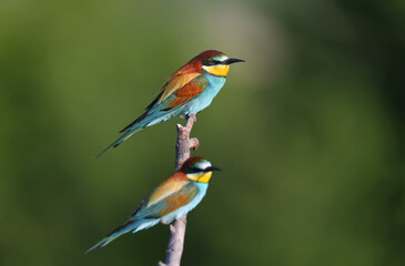 A European bee-eater (Merops apiaster) from Africa, close-up in the soft morning sun