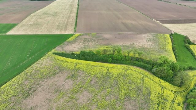 Field attacked vole common Microtus arvalis oilseed disaster extremely rape Brassica napus drone aerial plant infested short-tailed pest agrestis grey-brown overpopulation yield damage Europe