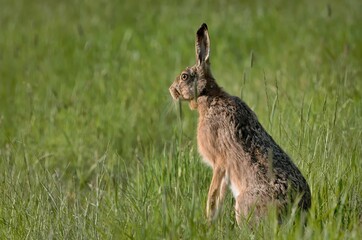 Bunny Lepus europaeus on the field. Very expanded hare in Czech republic. Many parasites on his...