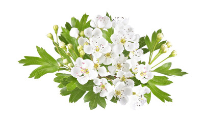 white hawthorn flower isolated in spring - obrazy, fototapety, plakaty