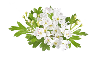 white hawthorn flower isolated in spring