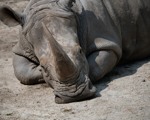 White Rhino laying down in sun.