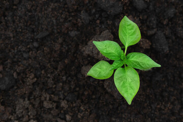 Young green pepper plant growing in a black fertility soil. Top view, overhead. Vegetable seedling is in the fertile dirt. Gardening mock up. Farm mockup with free space for text. Planting ground.