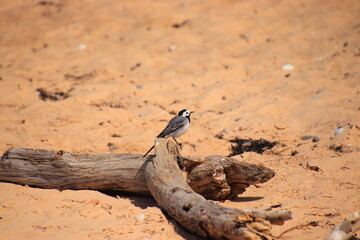lizard on the ground