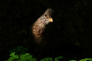 Song bird turdus merula aka eurasian blackbird, the most common bird in czech republic, is hiddinen in the darkness. Close up portrait.