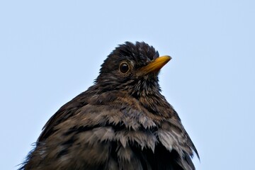 Portrait of song bird turdus merula aka eurasian blackbird, the most common bird in czech republic.