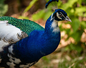 Colorful Peacock in green environment