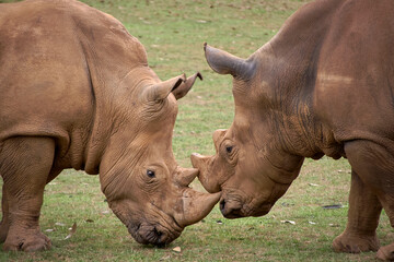Obraz premium Two rhinoceroses facing each other head to head