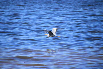 seagull in the water