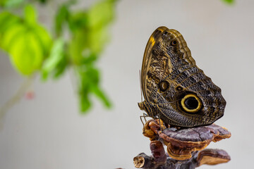close up of a butterfly on a leaf