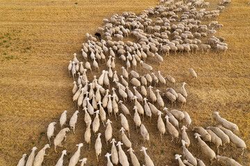 Aerial top view of a flock (pack) of grazing sheep in the agricultural fields. Directly above of sheep walking and grazing on grassy field, Transhumance, Spain.
