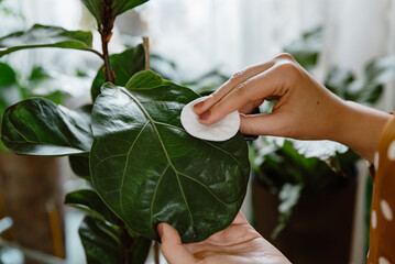Woman hand wiping dust off green leaves of fiddle leaf fig, ficus lyrata. Woman cleaning indoor...