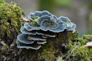 Blue fungi fungus on mossy tree stomp  - obrazy, fototapety, plakaty