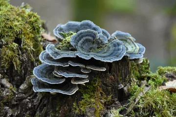 Fotobehang Blue fungi fungus on mossy tree stomp  © Marcel