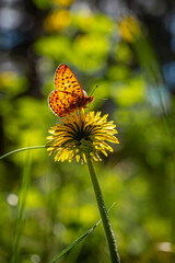 A beautiful butterfly on a dandelion flower on a background of green foliage