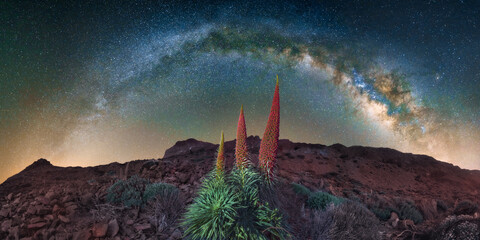 Milky Way arch over three red Tajinastes (Echium wildpretii) in bloom at Teide National Park in...