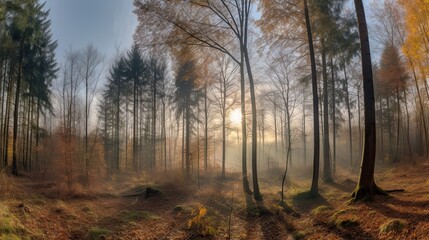 sunrise in the forest nature trees fauna natural beauty